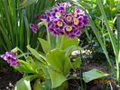 primula pubescens