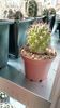 E. flendleri var. kuenzleri