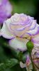 9c4d8bfdb646f85fe799a246a5c7c4db