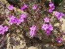phlox subulata Zwergenteppich