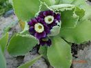 primula pubescens