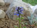 ajuga reptans