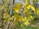 acer negundo Kelly's Gold