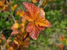 physocarpus Amber Jubilee