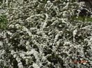 spiraea Grefsheim