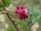 ribes sanguineum