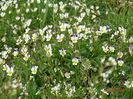 viola arvensis