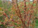 acer palmatum