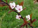 prunus cerasifera Woodii