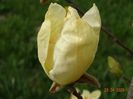 magnolia Yellow Lantern