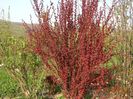 berberis Orange Rocket