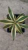 agava lophanta latifolia marginata