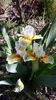 Spring in Praque???