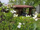 Cornus Florida White Clouds