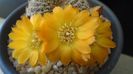 Rebutia arenacea