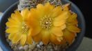 Rebutia arenacea