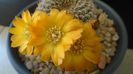 Rebutia arenacea