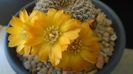 Rebutia arenacea