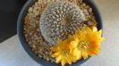 Rebutia arenacea