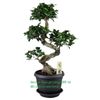 bonsai-ficus-ginseng-s-shape-in-anthracite-saucer