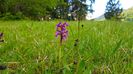 27. Orhidee salbatica (de munte)