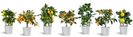 Citrina-Variety-of-Plants-2