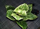 Philodendron Birkin 150 ron