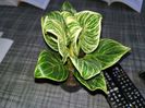 Philodendron Birkin 150 ron