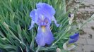 Primul iris inflorit
