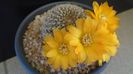 Rebutia arenacea