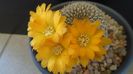Rebutia arenacea