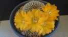 Rebutia arenacea