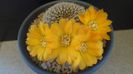Rebutia arenacea