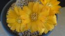 Rebutia arenacea