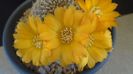 Rebutia arenacea