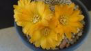 Rebutia arenacea