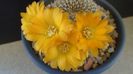 Rebutia arenacea