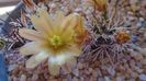 Echinocereus davisi brevispinus & Echinocereus davisi