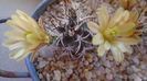 Echinocereus davisi brevispinus & Echinocereus davisi