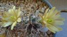 Echinocereus davisi brevispinus & Echinocereus davisi