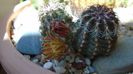 Echinocereus viridiflorus