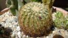 Echinocereus viridiflorus ssp. correllii (Echinocereus carmenensis)
