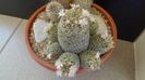 Mammillaria schiedeana ssp. giselae