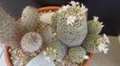 Mammillaria schiedeana ssp. giselae