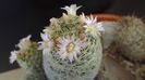 Mammillaria schiedeana ssp. giselae
