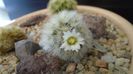 Mammillaria carmenae f. albiflora