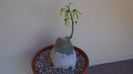 Adenia glauca, inceput de vegetatie