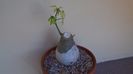 Adenia glauca, inceput de vegetatie