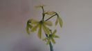 Adenia glauca, inceput de vegetatie