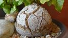 Dioscorea elephantipes, detalii
